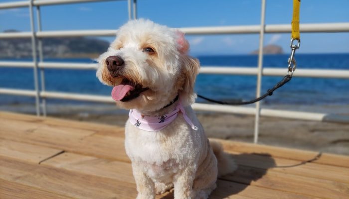 20230524_171824_optimized_300