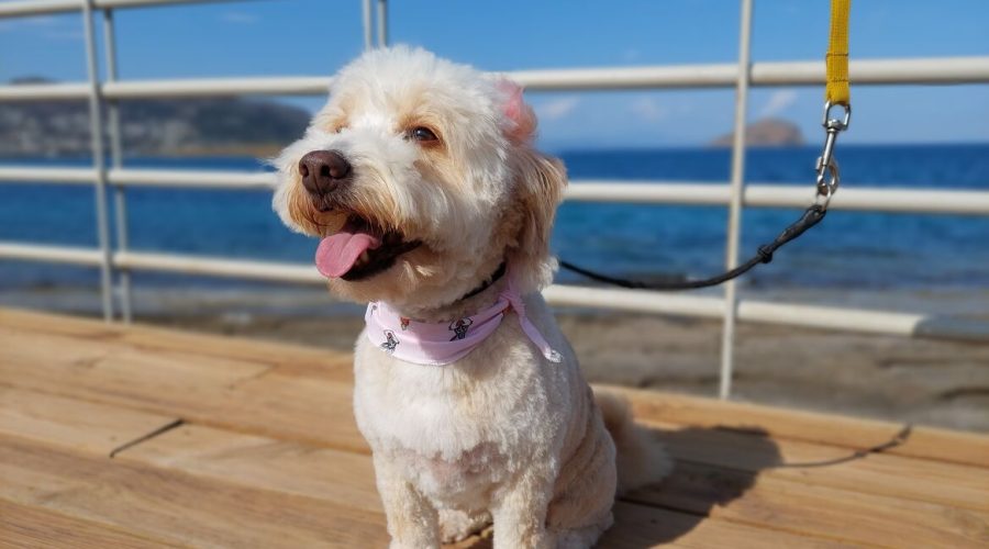 20230524_171824_optimized_300