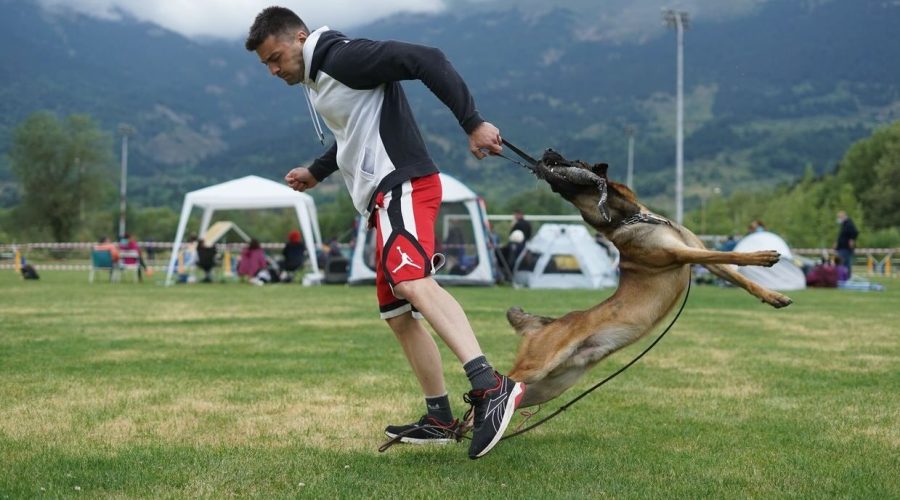 dog training in field