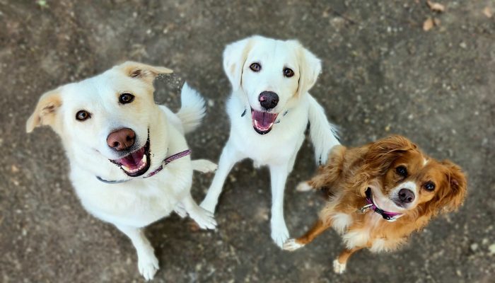 dogs staring trainer