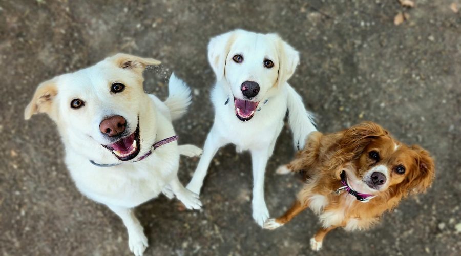 dogs staring trainer